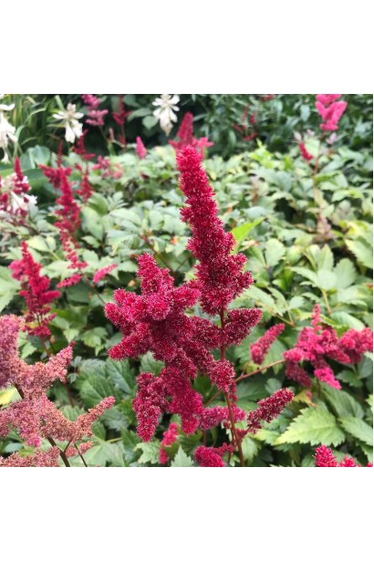 Астильба арендса Фанал в ландшафті